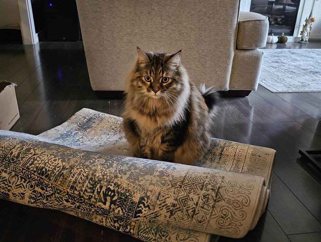 A Unique Carpet Experience in Istanbul: Alfombras de Estambul